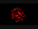 Smoldering Flame Particle