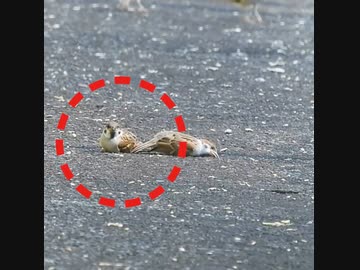 もぞもぞ！スズメの幼鳥の可愛い動き方