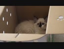 人見知りな猫と仲良くなるまでのお話【子猫ラグドール】