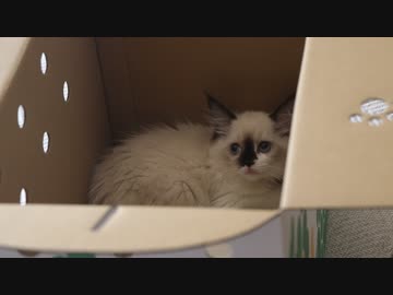 人見知りな猫と仲良くなるまでのお話【子猫ラグドール】