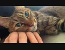 緩和ケアの次男坊猫、食べることは生きること