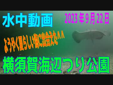 水中動画（2023年9月21日）in　横須賀海辺つり公園