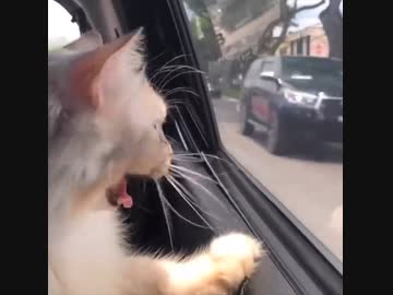 ホモと見るF1のモノマネをする猫