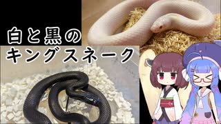 飼いやすいけど噛むヘビの話