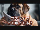 マスティフって知ってる？