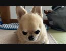 【コメント無】ニンポー 2023年09月23日16時28分 もうだめ【ニコ生録画】