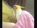 きのこハウスインコ＃7★2023.9.23