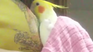 きのこハウスインコ＃7★2023.9.23