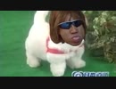 愛犬ロボ「タクヤ」