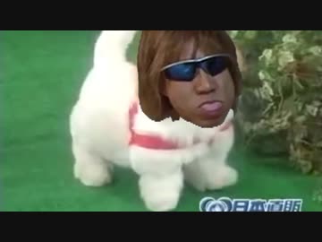 愛犬ロボ「タクヤ」