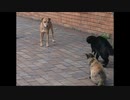 【犬 vs 猫】この背景を解説！