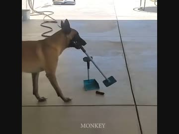 ホモと見る自分でうんちを片付ける犬