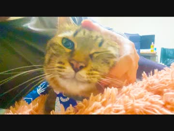 猫うどん職人細腕繁盛記・最終回