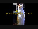 ChatGPTにこんな質問をしてみました...☆猫はどんな色でこの世の中を見ていますか？驚きの回答が！！！！！！