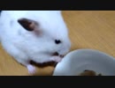 ハムスター飼いました。〜その152〜2023年9月だよ!!体重測定だよ!!