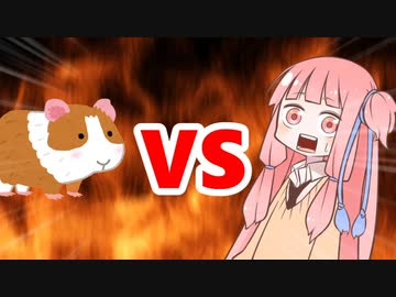 茜ちゃんVSモルモット