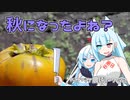 2023年9月24日　農作業日誌P762　雨の影響でまだまだどろどろな感じのする畑を耕していたよ