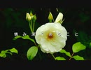 憐み深くあること