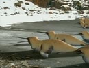 500万年後の地球 ・ 氷の世界