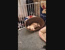 保護犬