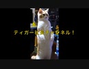 猫は人間のことをどう思ってますか？ChatGPTに聞いてみた♥️
