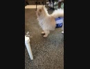 保護犬