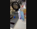 するめいか
