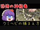 猛毒ウミヘビと戯れてみた【VOICEVOX解説】