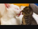 ウチューネコ、愛するちびと今生の別れ