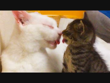 ウチューネコ、愛するちびと今生の別れ