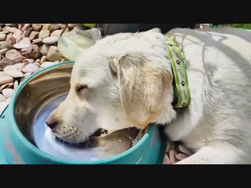 ホモと見る水を飲みながら寝てしまった犬