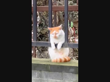 ホモと見る悲しそうなネコ