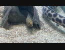 串本海中公園(水族館）ワカウツボ