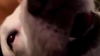ホモと見る1音鳴らす度に反応する犬
