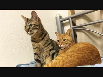 ベテラン子猫、兄猫との別れのとき