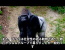 ゴリラってどんなどうぶつなの　○○
