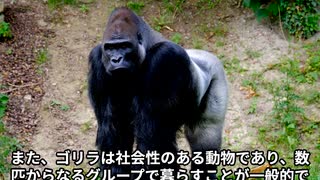 ゴリラってどんなどうぶつなの　○○