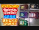 デジモンcolor脅威の5体同時育成！成長期編！アグモン、ガブモン、パタモン、ピヨモン、ガジモン