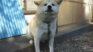 面倒臭そうに威嚇しに来る実家の秋田犬