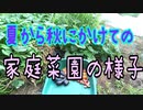 夏から秋にかけての家庭菜園の様子