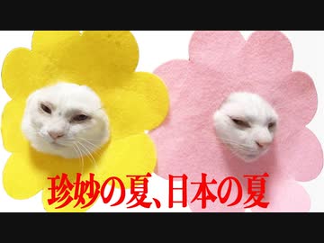 珍妙白猫コンビ、試練の夏を迎えるも…