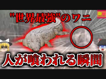 【2023年】"最強のワニ"に人が噛みつかれ繰り返し叩きつけられる衝撃映像 過去にも同じ場所で5人が犠牲に【ゆっくり解説】