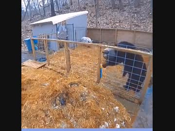 ホモと見るブタに負けるクマ