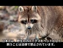 アライグマってどんなどうぶつなの