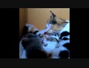 【ショート】痛い毛繕いを必死に耐える子猫