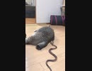 ホモと見るYouTubeで6億再生されたビックリする猫