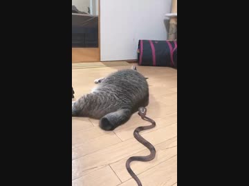 ホモと見るYouTubeで6億再生されたビックリする猫