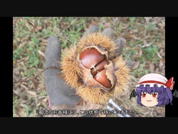 ゆっくり農民221クリを育ててみませんか？#5