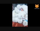 【面白い動画】 かわいい猫 - かわいい犬 - 面白いペットの動画
