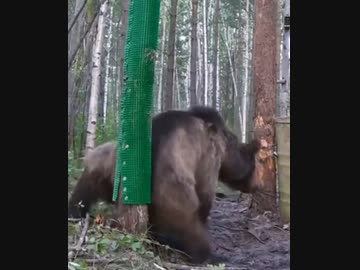 ホモと見るかいーのするクマ